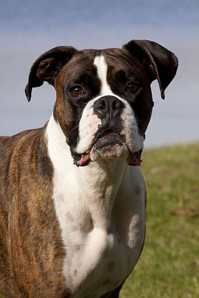 Portrait of male Boxer, light brindle coloured with natural ears, standing by lake shore
