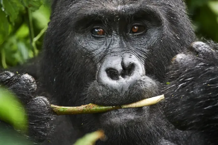 Framed Print : Portrait of male silverback Mountain gorilla (Gorilla beringei beringei) feeding