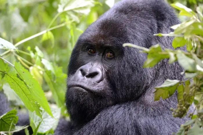 Framed Print : Portrait of male silverback Mountain gorilla (Gorilla beringei beringei) Virunga National Park