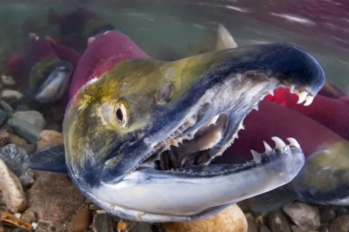 Framed Print : Portrait of Male Sockeye salmon (Oncorhynchus nerka) showing teeth. Adams River, British Columbia
