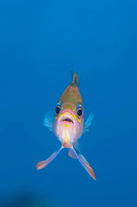 Framed Print : A portrait of a Mediterranean anthias (Anthias anthias) against open water. Secca Del Papa Framed Print : A portrait of a Mediterranean anthias (Anthias anthias) against open water. Secca Del Papa