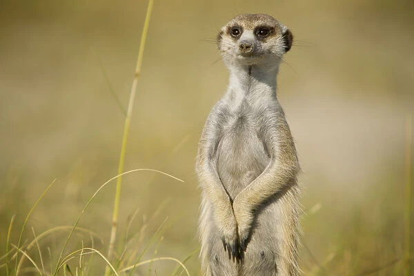 Portrait of a meerkat (Suricata suricatta) or suricate, looking at the camera