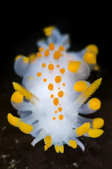 Framed Print : A portrait of a nudibranch ( Limacia clavigera) searching for food on algae. Gulen, Norway Framed Print : A portrait of a nudibranch ( Limacia clavigera) searching for food on algae. Gulen, Norway