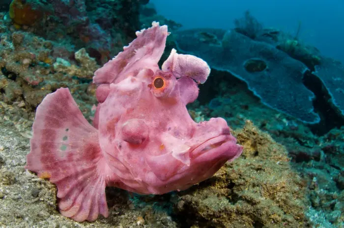 Framed Print : Portrait of Paddle-flap scorpionfish (Rhinopias eschmeyeri) on rubble slope Framed Print : Portrait of Paddle-flap scorpionfish (Rhinopias eschmeyeri) on rubble slope