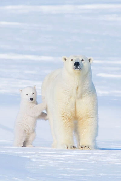 Portrait of Polar bear (Ursus maritimus) sow standing with her cub on the snow in late winter