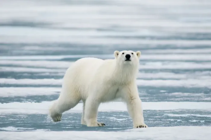 Framed Print : Portrait of polar bear (Ursus maritimus) travelling across melting sea ice in search of seals Framed Print : Portrait of polar bear (Ursus maritimus) travelling across melting sea ice in search of seals