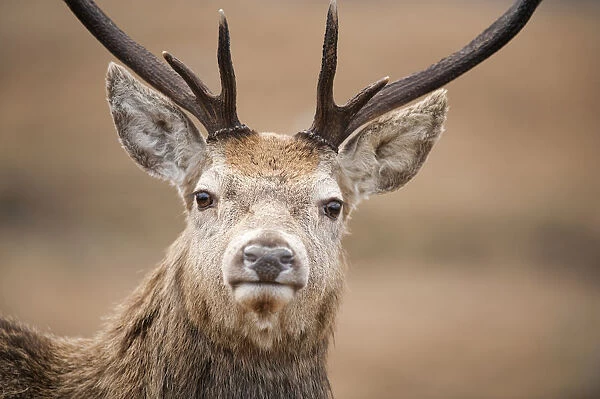 Portrait of Red deer (Cervus elaphus) stag, Lochaber, West Highlands, Scotland, February