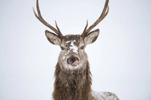 Portrait of Red deer stag (Cervus elaphus) on open moorland in snow, licking its lips Cairngorms NP