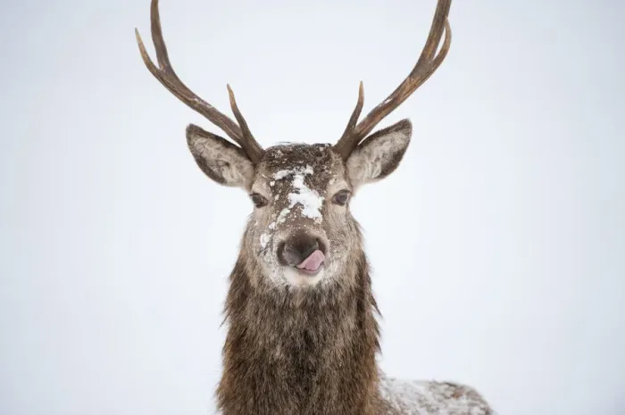 Framed Print : Portrait of Red deer stag (Cervus elaphus) on open moorland in snow, licking its lips Cairngorms NP