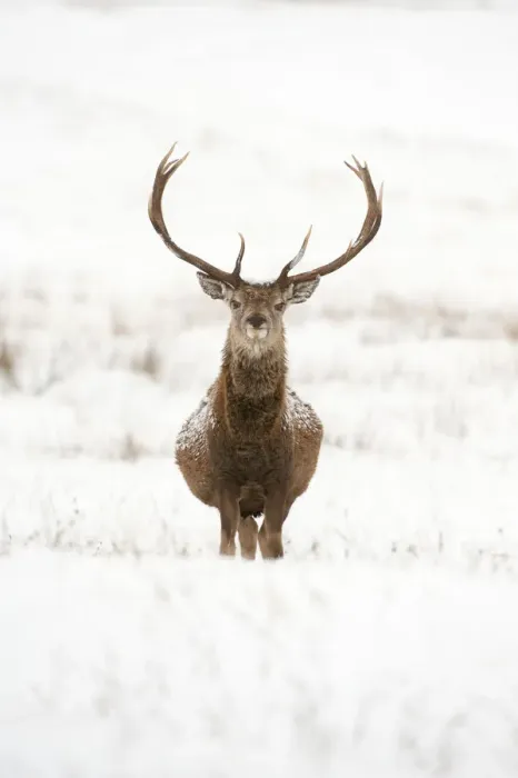 Framed Print : Portrait of Red deer stag (Cervus elaphus) on open moorland in snow, Cairngorms NP Framed Print : Portrait of Red deer stag (Cervus elaphus) on open moorland in snow, Cairngorms NP