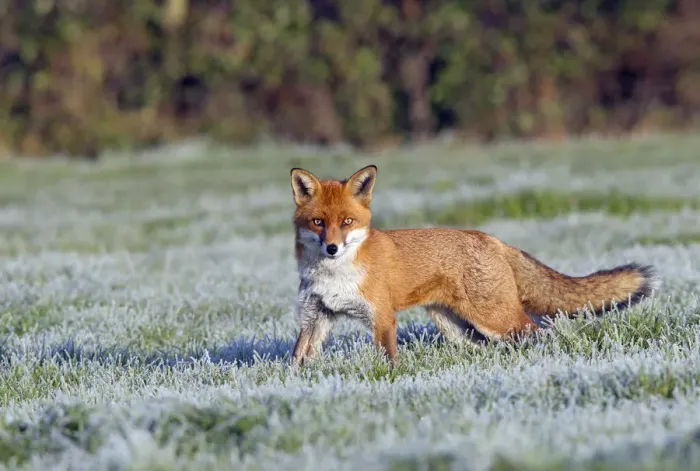 Framed Print : Portrait of a Red Fox (Vulpes vulpes) in a frosty field. Buckinghamshire, UK, December Framed Print : Portrait of a Red Fox (Vulpes vulpes) in a frosty field. Buckinghamshire, UK, December