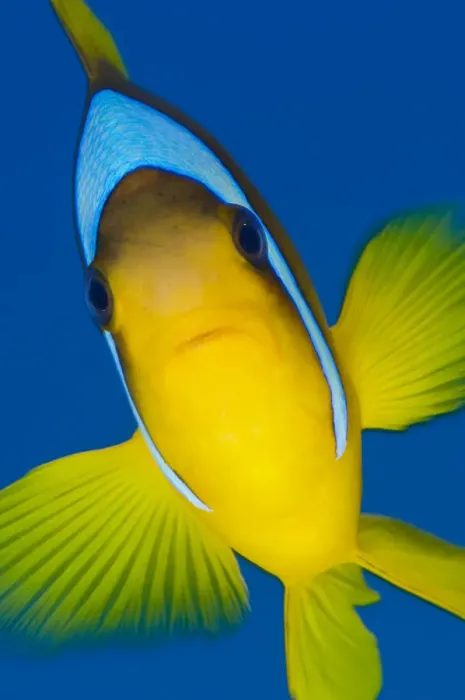 Framed Print : Portrait of Red Sea anemonefish (Amphiprion bicinctus) against open water Framed Print : Portrait of Red Sea anemonefish (Amphiprion bicinctus) against open water