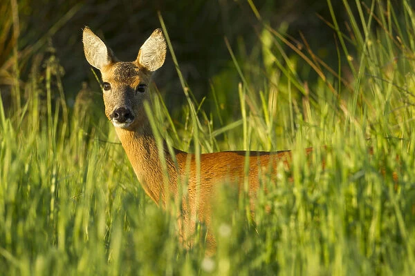 Portrait of a Roe deer (Capreolus capreolus) doe in rough grassland in summer, Scotland