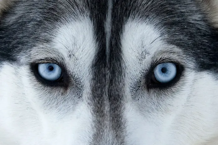 Framed Print : Portrait of Siberian Husky dog face used as sled dogs inside Riisitunturi National Park