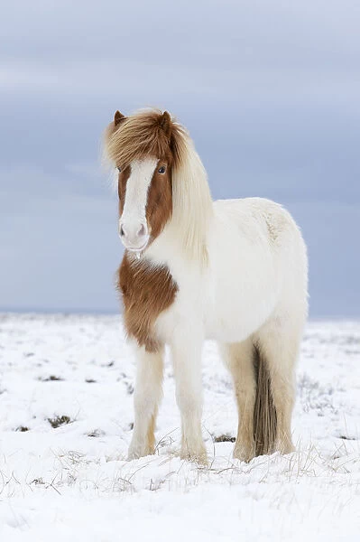 Portrait of Skewbald Icelandic horse in the snow, Snaefellsnes Peninsula, Iceland, March