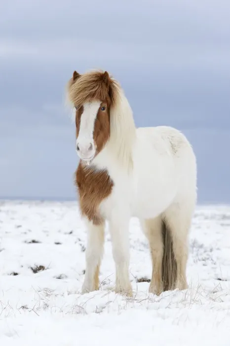 Framed Print : Portrait of Skewbald Icelandic horse in the snow, Snaefellsnes Peninsula, Iceland, March Framed Print : Portrait of Skewbald Icelandic horse in the snow, Snaefellsnes Peninsula, Iceland, March