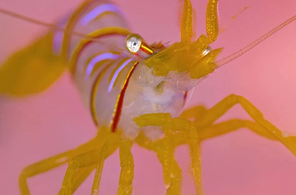 A portrait of a small Candy stripe shrimp (Lebbeus grandimanus) in front of its host pink anemone