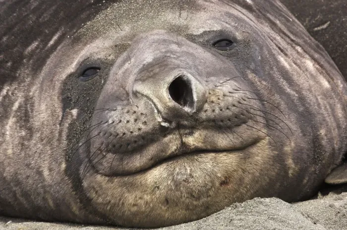 Framed Print : Portrait of Southern Elephant Seal (Mirounga leonina), the largest species of pinniped Framed Print : Portrait of Southern Elephant Seal (Mirounga leonina), the largest species of pinniped