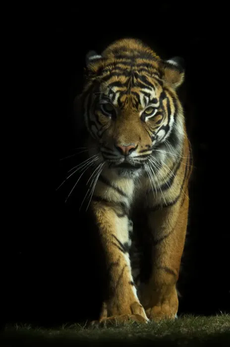 Framed Print : Portrait of Sumatran tiger (Panthera tigris sumatrae) walking towards camera with Framed Print : Portrait of Sumatran tiger (Panthera tigris sumatrae) walking towards camera with
