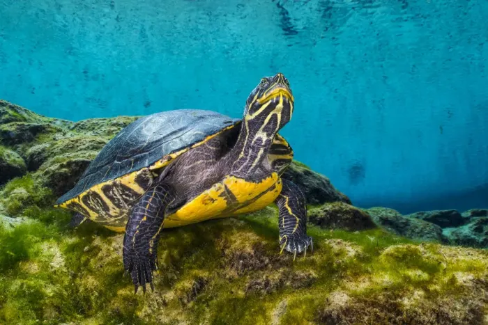 Framed Print : Portrait of a Suwanee cooter (Pseudemys concinna suwanniensis) in a freshwater spring Framed Print : Portrait of a Suwanee cooter (Pseudemys concinna suwanniensis) in a freshwater spring