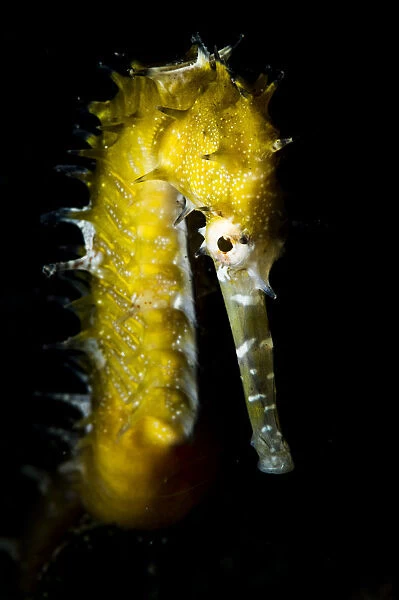 Portrait of a Thorny seahorse (Hippocampus histrix) near Malapascua, Philippines