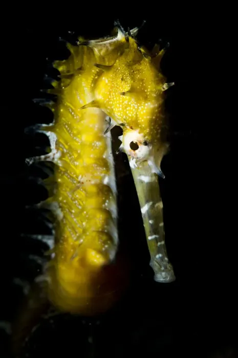 Framed Print : Portrait of a Thorny seahorse (Hippocampus histrix) near Malapascua, Philippines Framed Print : Portrait of a Thorny seahorse (Hippocampus histrix) near Malapascua, Philippines