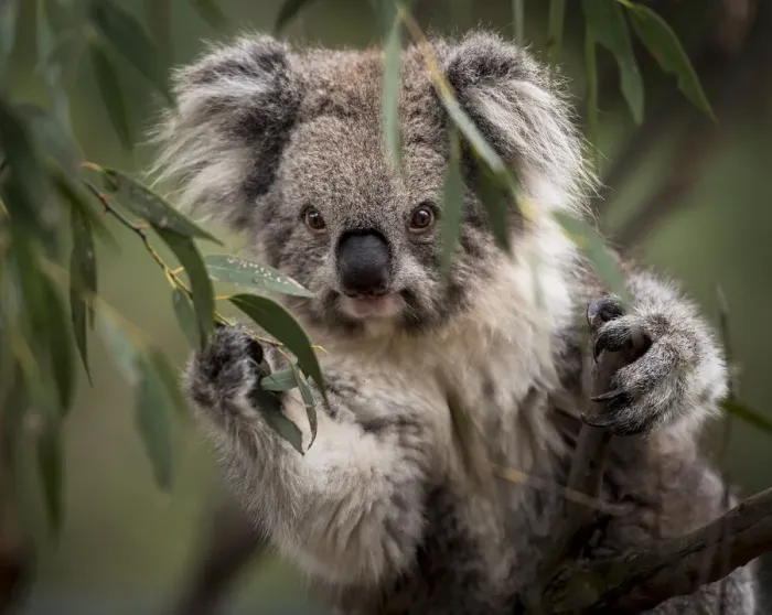 Framed Print : Portrait of a Victorian koala (Phascolarctos cinereus). Koalas from the more southern Framed Print : Portrait of a Victorian koala (Phascolarctos cinereus). Koalas from the more southern