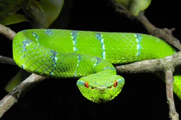 Portrait of Waglers  /  Temple Pitviper (Tropidolaemus wagleri) showing the thermo-receptive