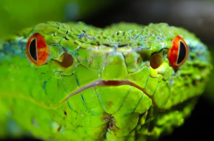 Framed Print : Portrait of Waglers / Temple Pitviper (Tropidolaemus wagleri) showing the thermo-receptive Framed Print : Portrait of Waglers / Temple Pitviper (Tropidolaemus wagleri) showing the thermo-receptive