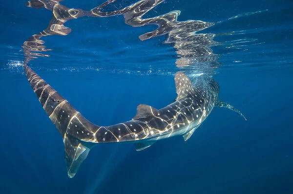 Portrait of Whale shark (Rhincodon typus) at the surface. Isla Mujeres, Quintana Roo