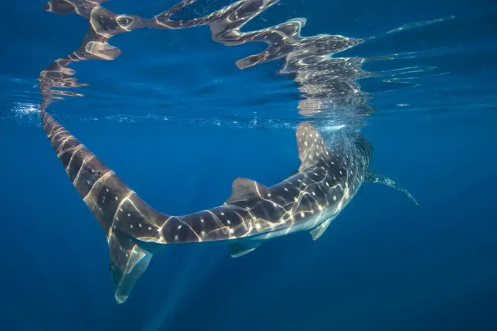 Framed Print : Portrait of Whale shark (Rhincodon typus) at the surface. Isla Mujeres, Quintana Roo