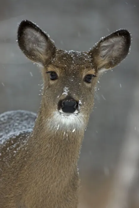 Framed Print : Portrait of White-tailed deer (Odocoileus virginianus) doe in snow, New York, USA Framed Print : Portrait of White-tailed deer (Odocoileus virginianus) doe in snow, New York, USA
