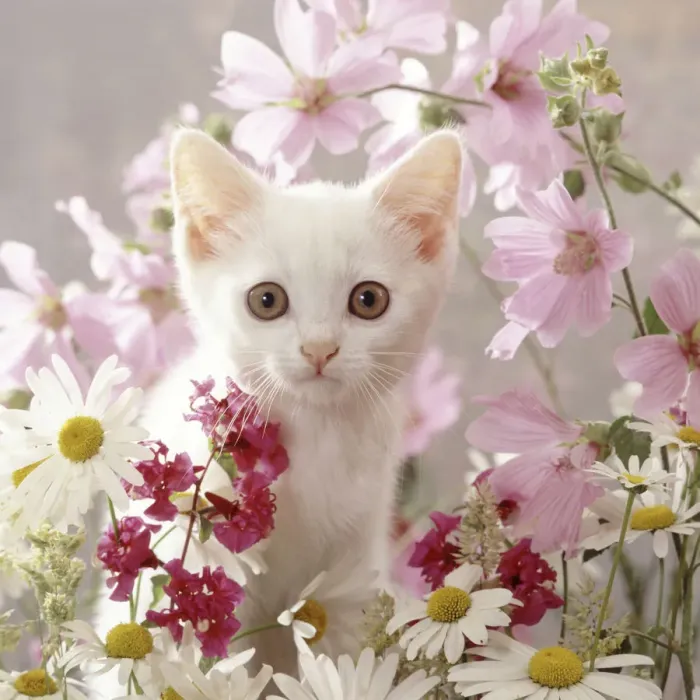 Framed Print : Portrait of white Thisbe kitten among ox-eye daisies, mallow and Clarkia Double Framed Print : Portrait of white Thisbe kitten among ox-eye daisies, mallow and Clarkia Double