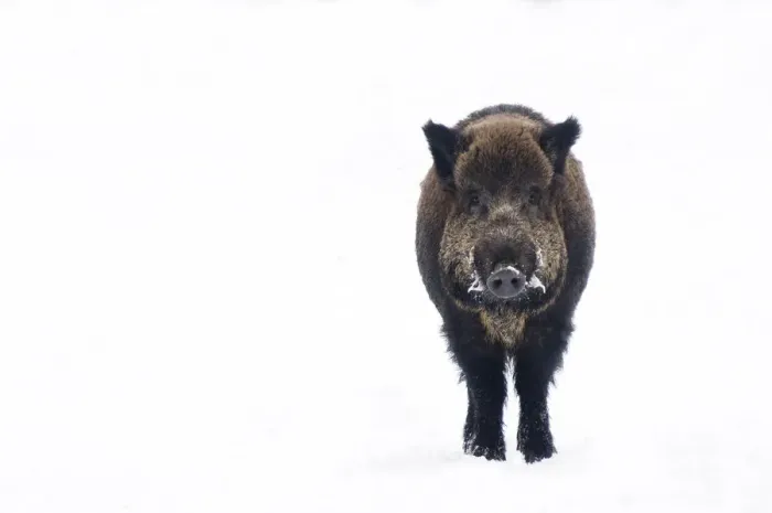 Framed Print : Portrait of Wild Boar (Sus scrofa) standing in snow. The Netherlands, January Framed Print : Portrait of Wild Boar (Sus scrofa) standing in snow. The Netherlands, January