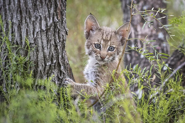 Portrait of a wild Bobcat (Lynx rufus) kitten in a tree, Texas, USA. September