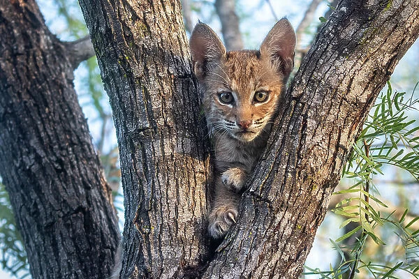 Portrait of a wild Bobcat (Lynx rufus) kitten in a tree, Texas, USA September