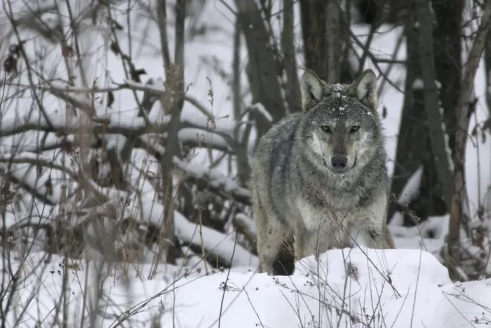Framed Print : Portrait of a wild Carpathian Grey Wolf (Canis lupus lupus) in snow-bound woodland habitat Framed Print : Portrait of a wild Carpathian Grey Wolf (Canis lupus lupus) in snow-bound woodland habitat