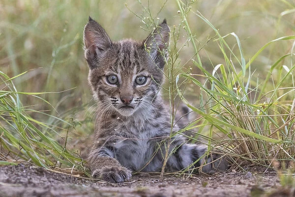 Portrait of a wild female Bobcat (Lynx rufus) kitten playing, Texas, USA. September