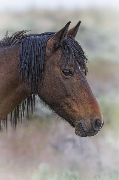 Portrait of a wild Horse (Equus caballus). The foothills of southwest Reno, Nevada, USA, May
