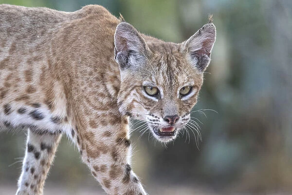 Portrait of a wild male Bobcat (Lynx rufus), Texas, USA. September