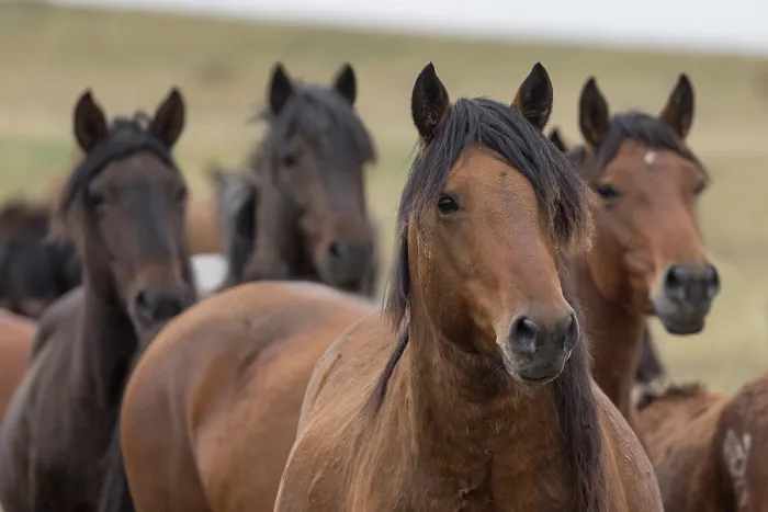 Framed Print : Portrait of four Wild Zhabe horses standing alert in the steppe, Abay, Kazakhstan Framed Print : Portrait of four Wild Zhabe horses standing alert in the steppe, Abay, Kazakhstan