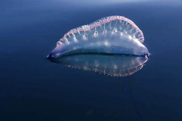 Framed Print : Portuguese man o war (Physalia physalis) Tenerife, Canary Islands. January Framed Print : Portuguese man o war (Physalia physalis) Tenerife, Canary Islands. January