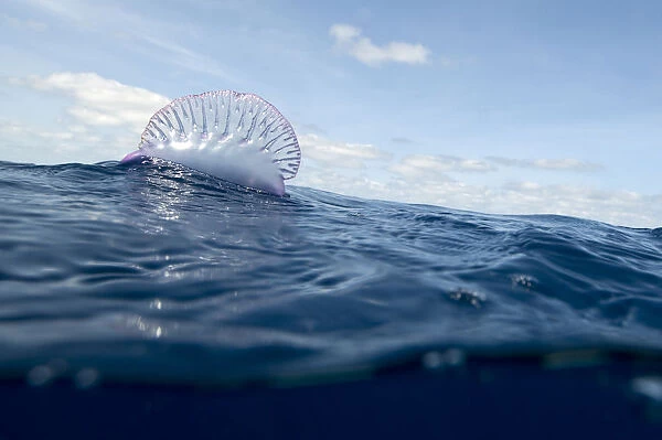 Portuguese man-of-war (Physalia physalis) on the water surface, Pico, Azores, Portugal