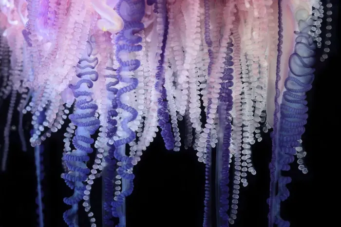 Framed Print : Portuguese Man-of-War (Physalia physalis) close up of tentacles, Sargasso Sea, Bermuda Framed Print : Portuguese Man-of-War (Physalia physalis) close up of tentacles, Sargasso Sea, Bermuda