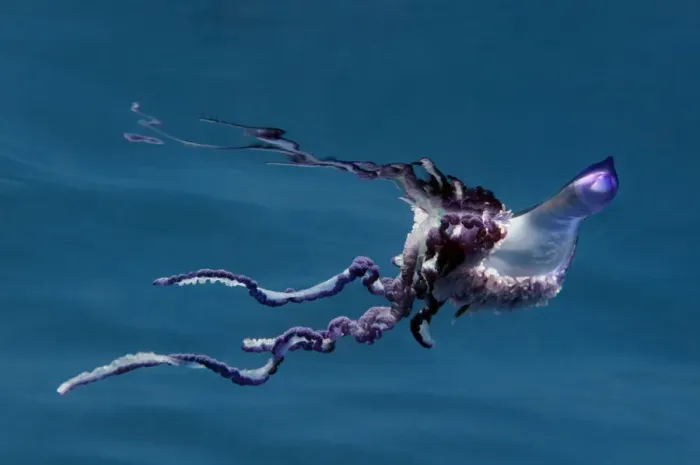 Framed Print : Portuguese man of war (Physalia physalis) Pico, Azores, Portugal, June 2009 Framed Print : Portuguese man of war (Physalia physalis) Pico, Azores, Portugal, June 2009