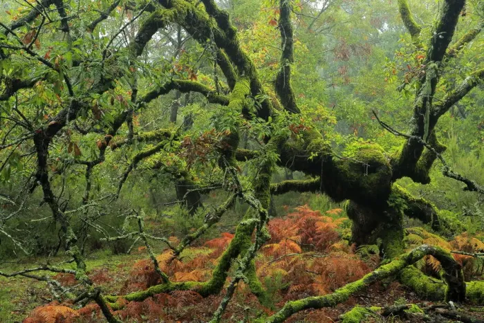Framed Print : Portuguese oak tree (Quercus faginea) covered in moss, Los Alcornocales Natural Park Framed Print : Portuguese oak tree (Quercus faginea) covered in moss, Los Alcornocales Natural Park