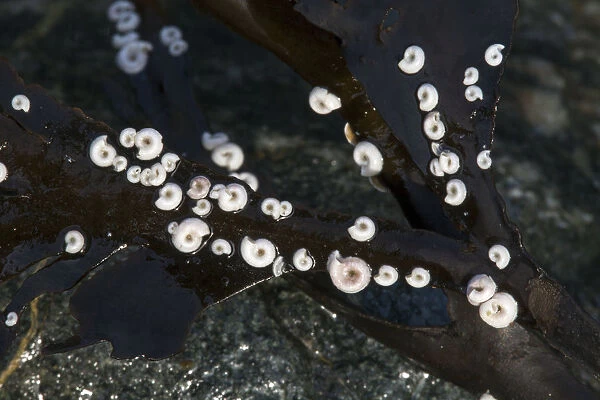 Post Horn Worms (Spirorbis) on seaweed, on beach, Derrible Bay, Sark, British Channel Islands
