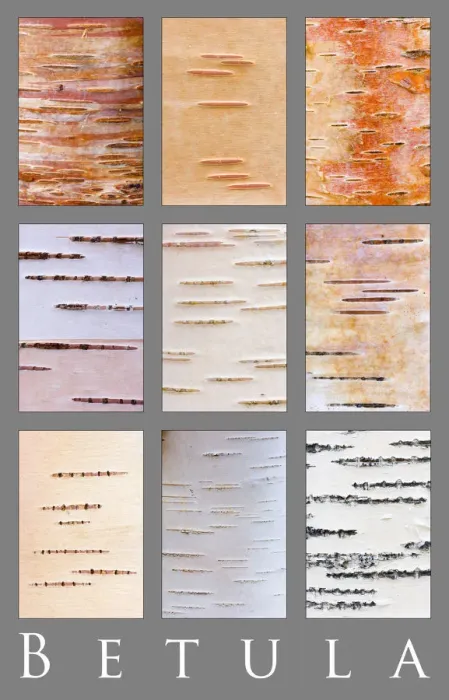 Framed Print : Poster study of different colours and patterns of Birch tree{Betula} bark, Scotland, UK Framed Print : Poster study of different colours and patterns of Birch tree{Betula} bark, Scotland, UK