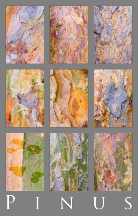 Framed Print : Poster study of patterns on different Pine tree {Pinus} bark, Scotland, UK