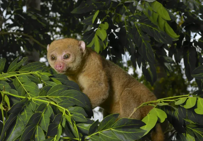 Framed Print : Potto (Perodicticus potto) in tree, Togo. Captive Framed Print : Potto (Perodicticus potto) in tree, Togo. Captive